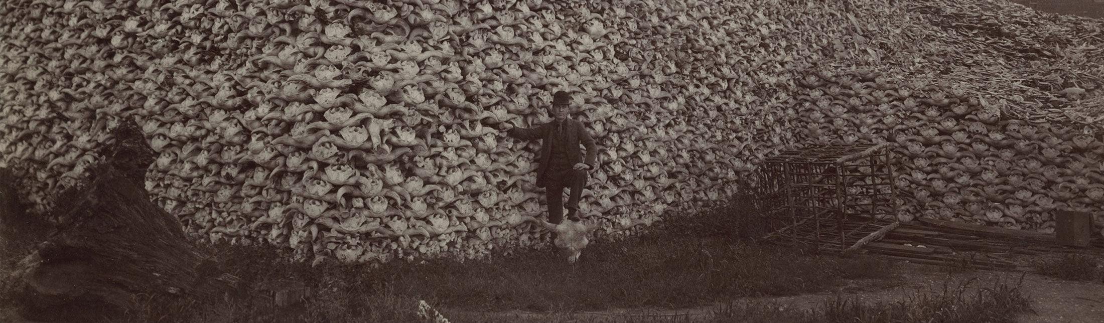 A vintage photograph of a man standing on a mountain of bison skulls